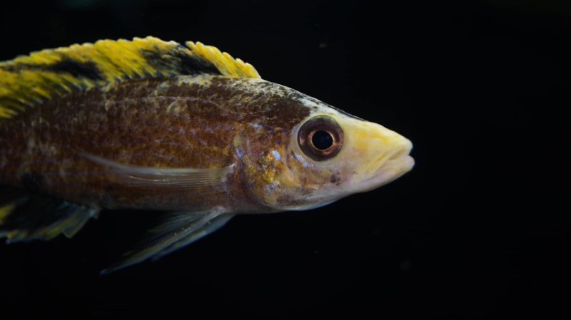Paracyprichromis brieni 'Milima Island'